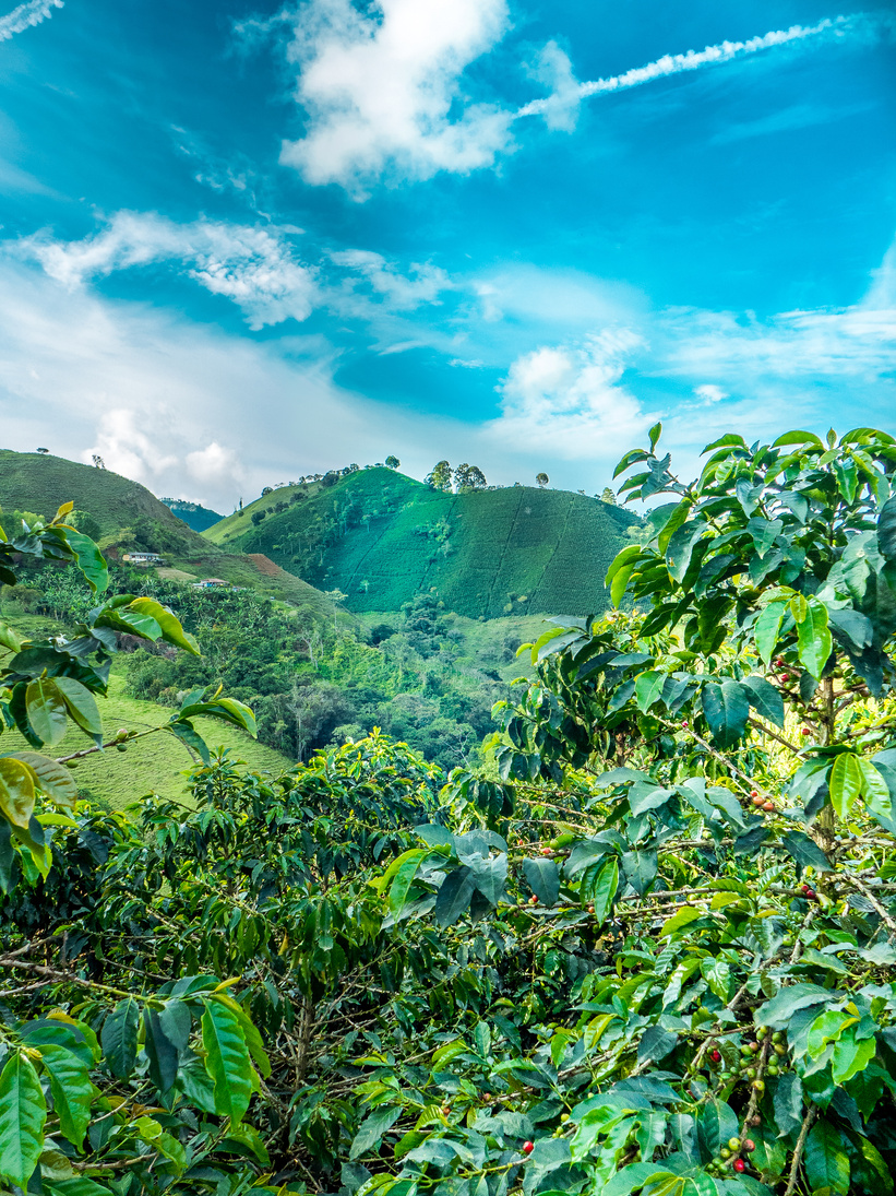 Coffee Plantation in Jerico Colombia