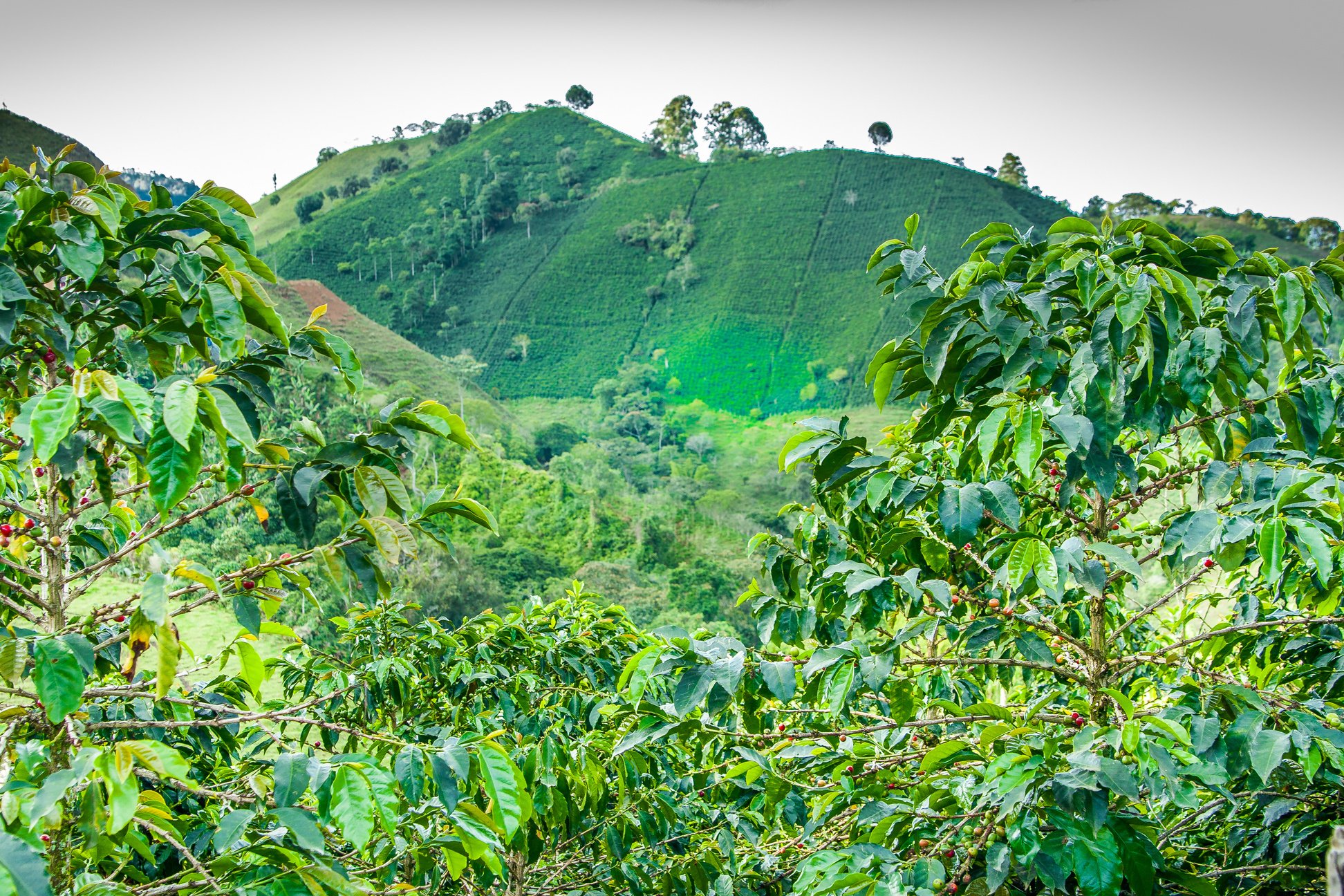 Coffee Plantation in Jerico Colombia